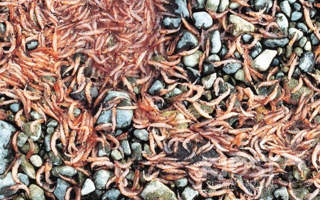 세종기지 인근해안에 밀려온 크릴(1998) 의 사진
