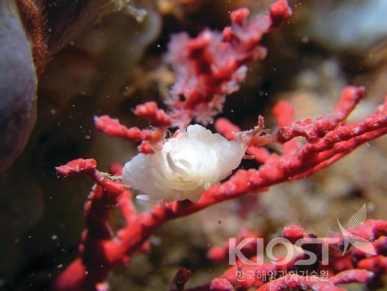 해양류에 붙어있는 말미잘 의 사진