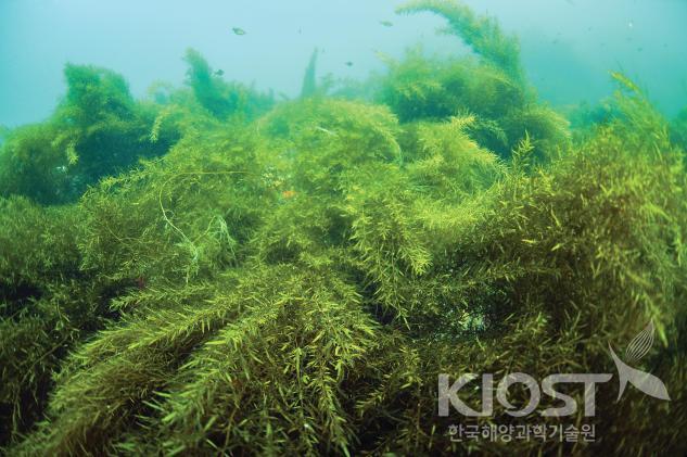 해저숲을 이룬 모자반 류 의 사진